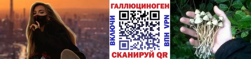 дарнет шоп  Мещовск  Псилоцибиновые грибы мухоморы 